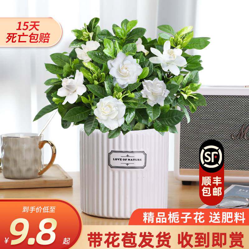 栀子花盆栽四季开花卉植物室内带花苞阳台水培绿植浓香型大树苗