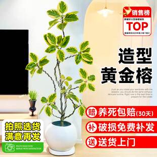黄金榕绿植花叶橡皮树盆栽客厅办公室内落地大型老桩造型植物真花