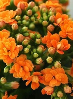 长寿花盆栽重瓣金狐狸大花带花苞花苗室内开花好养的花卉好活