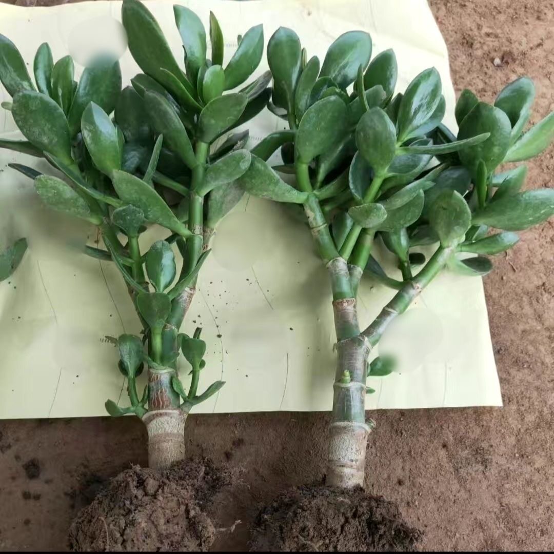 大玉树室内净化绿植花卉四季盆栽玻璃翠燕子掌多肉植物