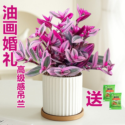 油画婚礼吊兰如云似烟梦幻清晰