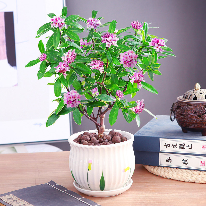 金边瑞香盆栽带花苞浓香型盆景老桩室内绿植物好养活名贵花卉树苗图片