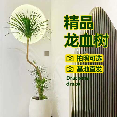 龙血树绿植室内大型客厅落地植物吸甲醛净化空气千年木老桩盆栽