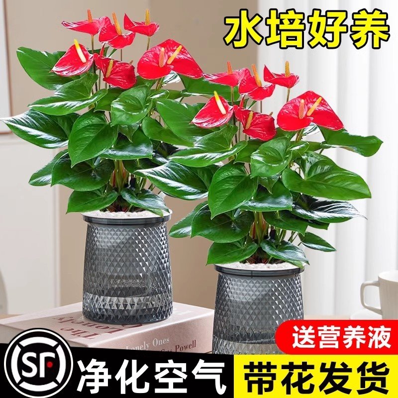 红掌好养开花当头特级盆栽鸿运花卉一帆风顺植物四季绿植白掌室内