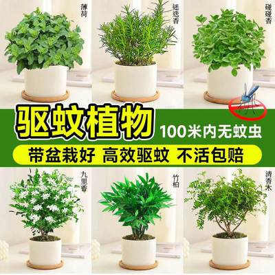 驱蚊草植物室内外盆栽薄荷苗迷迭香碰碰香可食用香草蚊子克星绿植
