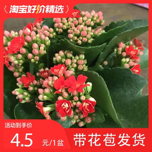 长寿花盆栽重瓣花苗带花苞大花绿植物室内金狐狸长寿花卉