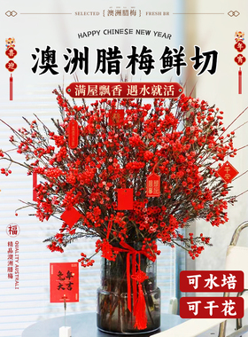 澳洲腊梅鲜花水培鲜枝红色进口重瓣鲜切花银柳年宵花云南直发真花