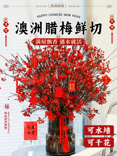 澳洲腊梅鲜花水培鲜枝红色进口重瓣鲜切花银柳年宵花云南直发真花