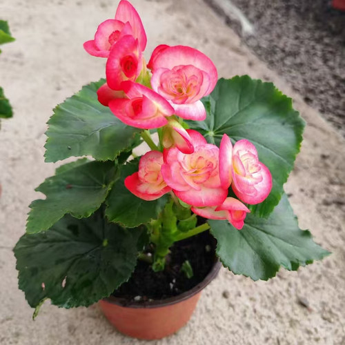 玫瑰海棠四季开花重瓣大花苗