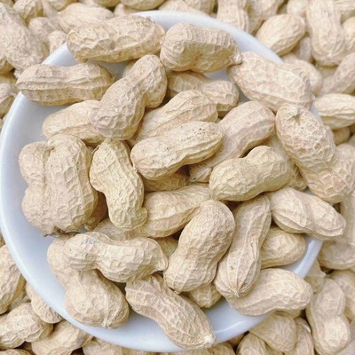 带壳生花生粉皮白沙河南2025年新花生原味农家新鲜晒干干花生