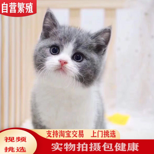 英国短毛猫质量怎么样 英国短毛猫口碑怎么样 小麦优选