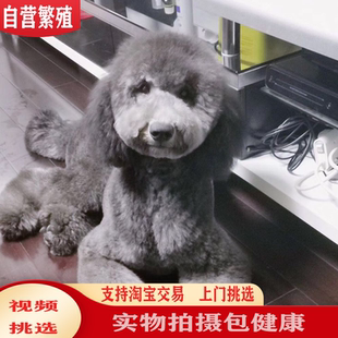 纯种灰色巨型贵宾犬贵妇人白色巨贵幼犬白色巨型泰迪犬可送货上门