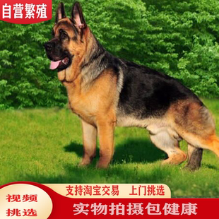 弓背德国牧羊犬幼锤系德牧幼犬警犬狼狗可送货上门货到付款