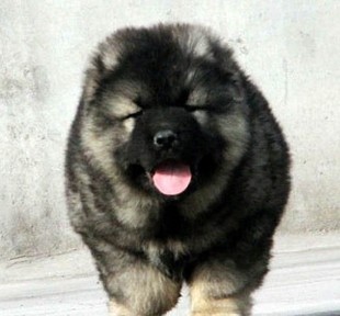 纯种高加索幼犬 巨型犬看家护院犬 杜宾犬杜高犬黑狼活体宠物狗