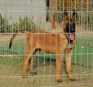 纯种马犬活体工作犬黑红黄马犬护院犬比利时牧羊犬货到付款