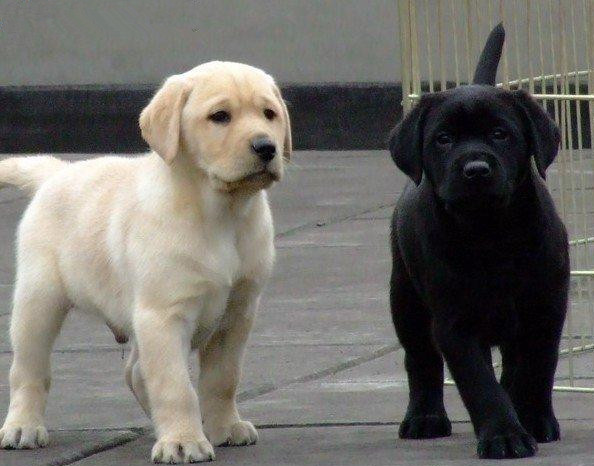 赛级米白拉布拉多犬纯种黑色拉布拉多幼犬可送上门货到付款