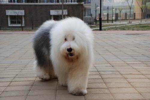 纯种英国古代牧羊犬白头黑背大型犬可送货上门货到付款