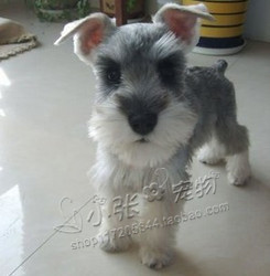 疫苗齐全 椒盐雪纳瑞 迷你雪纳瑞幼犬 黑银色小雪 宠物狗