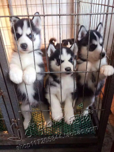 疫苗齐全 蓝眼三把火哈士奇犬 纯种哈士奇幼犬 西伯利亚雪橇犬
