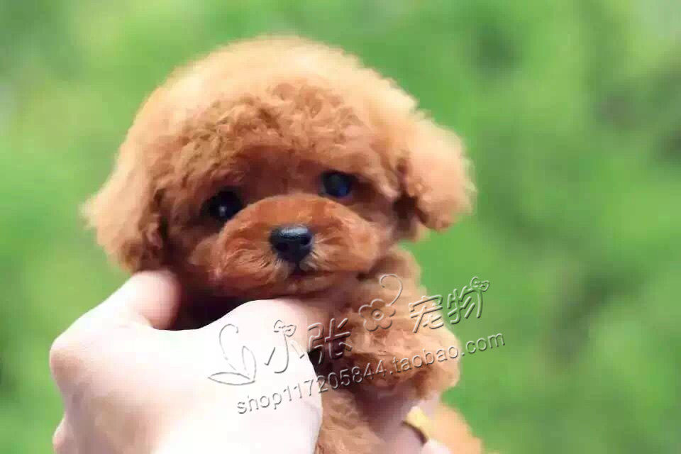 纯种茶杯泰迪犬 迷你红色泰迪幼犬 玩具犬 长不大贵宾犬 宠物狗