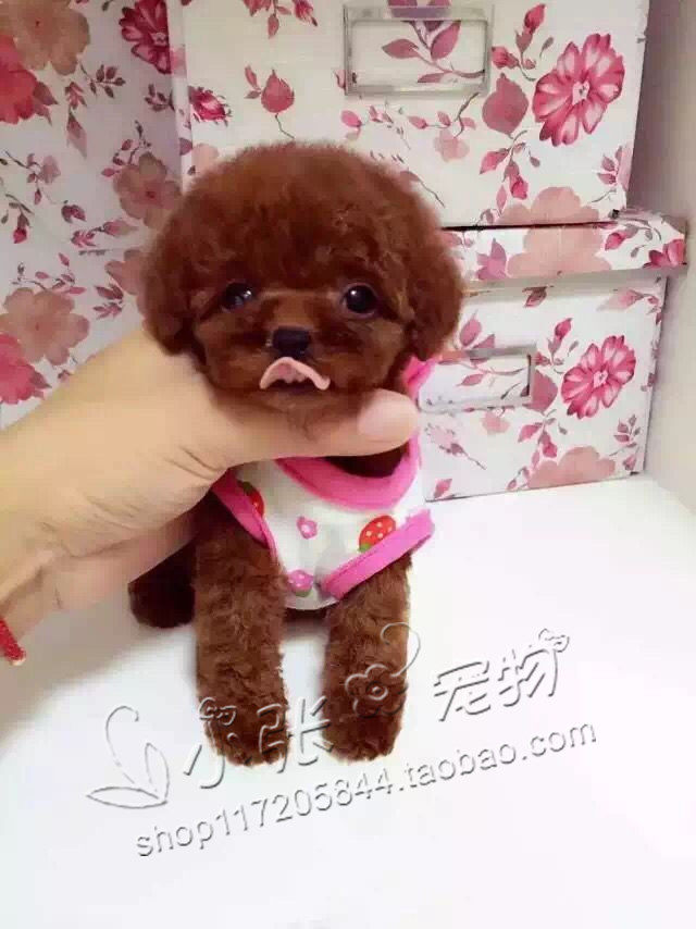 纯种泰迪犬 茶杯泰迪幼犬 玩具贵宾犬 长不大宠物狗 迷你泰迪狗