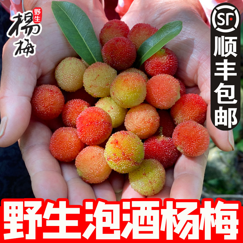 2026正宗浙江绍兴新鲜青红杨梅鲜果野生山杨梅孕妇酸水果泡酒专用