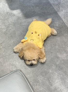 黄色狗狗衣服小型犬带牵引扣小背心泰迪比熊春秋隔凉透气服饰