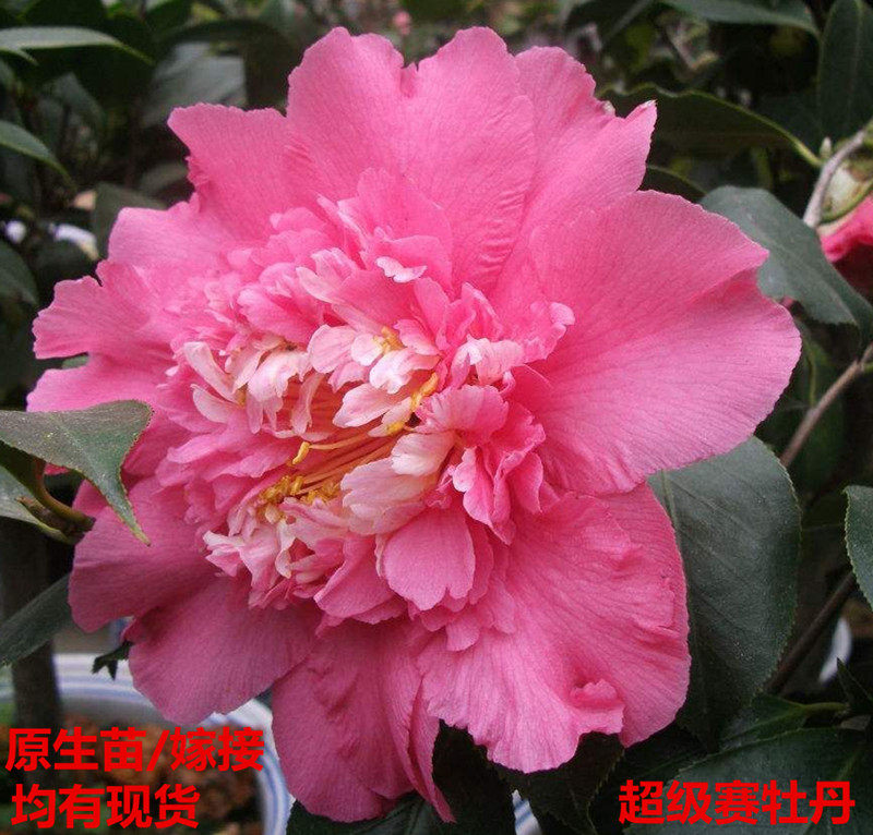 超级赛牡丹茶花 超赛巨型花 龙岩名贵进口山茶花苗盆栽庭院绿植物