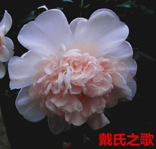 戴氏之歌稀有品种美国进口名贵正品山茶花盆栽植物花卉小树苗龙岩