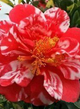 重瓣四季开花山茶花绿植新品花卉