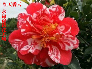 红天香云红屋积香 重瓣四季杜鹃红山茶花系列新品种开花不断绿植