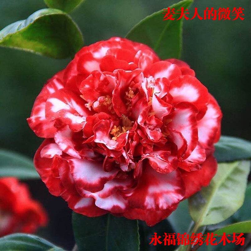 福建龙岩品种茶花 麦夫人的微笑茶花苗珍贵稀有庭院阳台绿植花卉