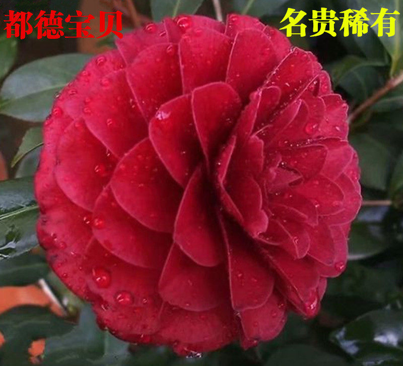 都德宝贝茶花盆栽名贵稀有品种茶花苗室内外阳台露台庭院花卉绿植