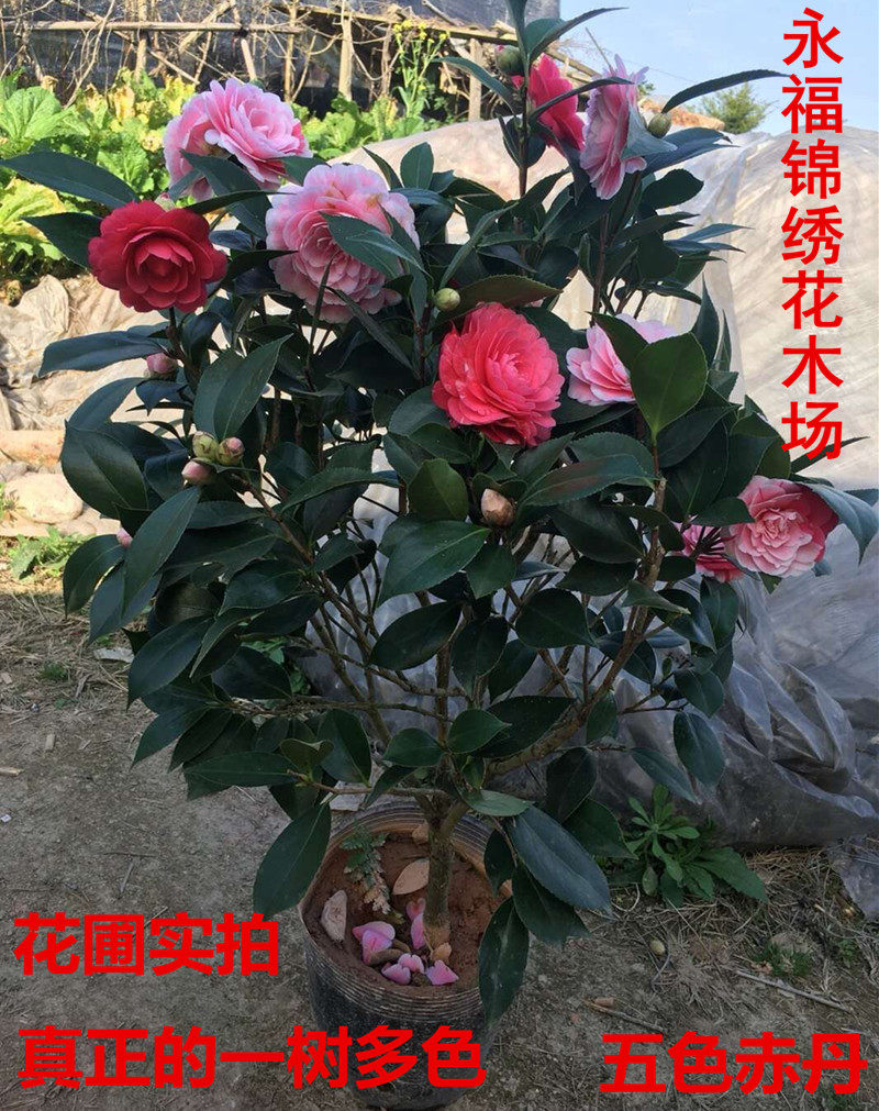 五色赤丹茶花盆栽白底五色赤丹一茶花