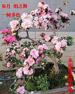 日本皋月杜鹃绢之舞稀有品种春夏鹃一树多色绿植四季开花盆栽苗