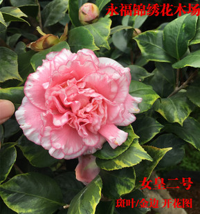 女皇2号 宽彩带 白衣大皇冠 稀有品种山茶花树苗盆栽阳台绿植花卉