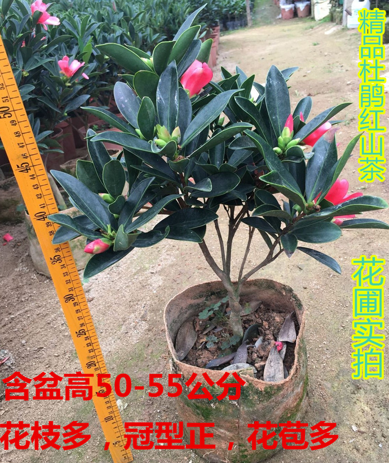 名贵茶花四季杜鹃茶红山茶花盆栽小苗室内庭院阳台绿植花卉包邮