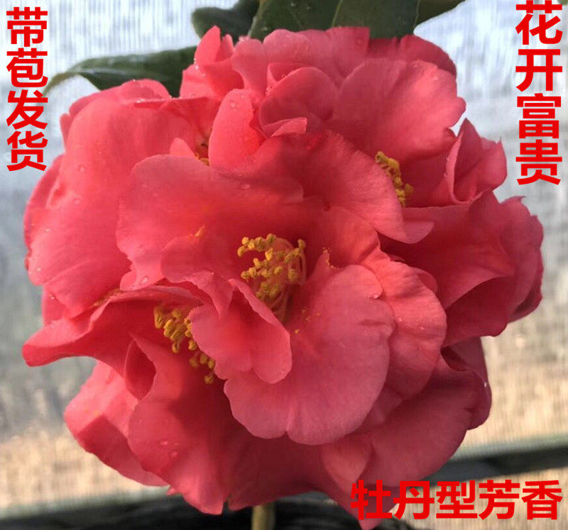 福建山茶花克瑞墨大牡丹茶花盆栽美国浓香茶花室内外绿植花卉包邮