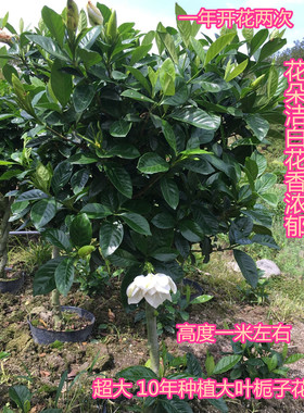 牡丹栀子花大叶小叶栀子花盆栽浓香清香型耐寒室内净化空气绿植