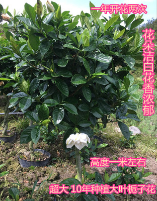 牡丹栀子花大叶盆栽耐寒室内绿植