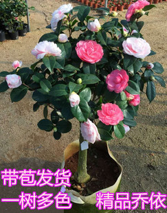 乔伊茶花一树多色品种茶花名贵绿植花卉福建龙岩山茶花盆栽巨型花