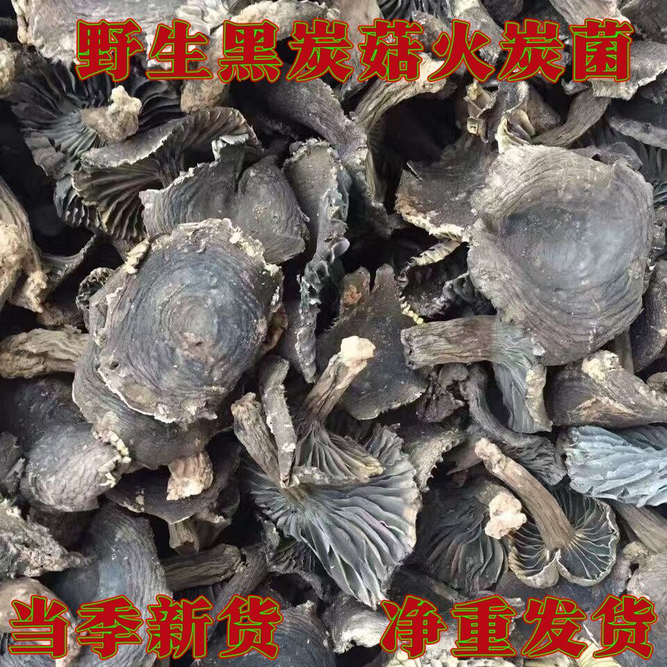 云南野生黑炭菇火炭菌干货农家土特产黑蘑菇新货家用