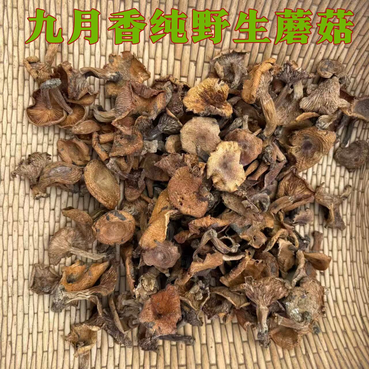 云南纯野生蘑菇九月香干货农家特产枞菌煲汤炖鸡野生松树菌干蘑菇