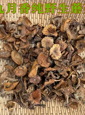 云南纯野生蘑菇九月香干货农家特产枞菌煲汤炖鸡野生松树菌干蘑菇