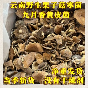 云南纯野生蘑菇寒菌栗子菇干货农家土特产九月香黄皮菌煲汤炒蘑菇