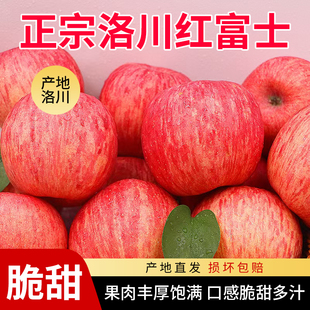 新鲜正宗陕西洛川苹果当季水果红富士苹果孕妇脆甜当地冰糖心