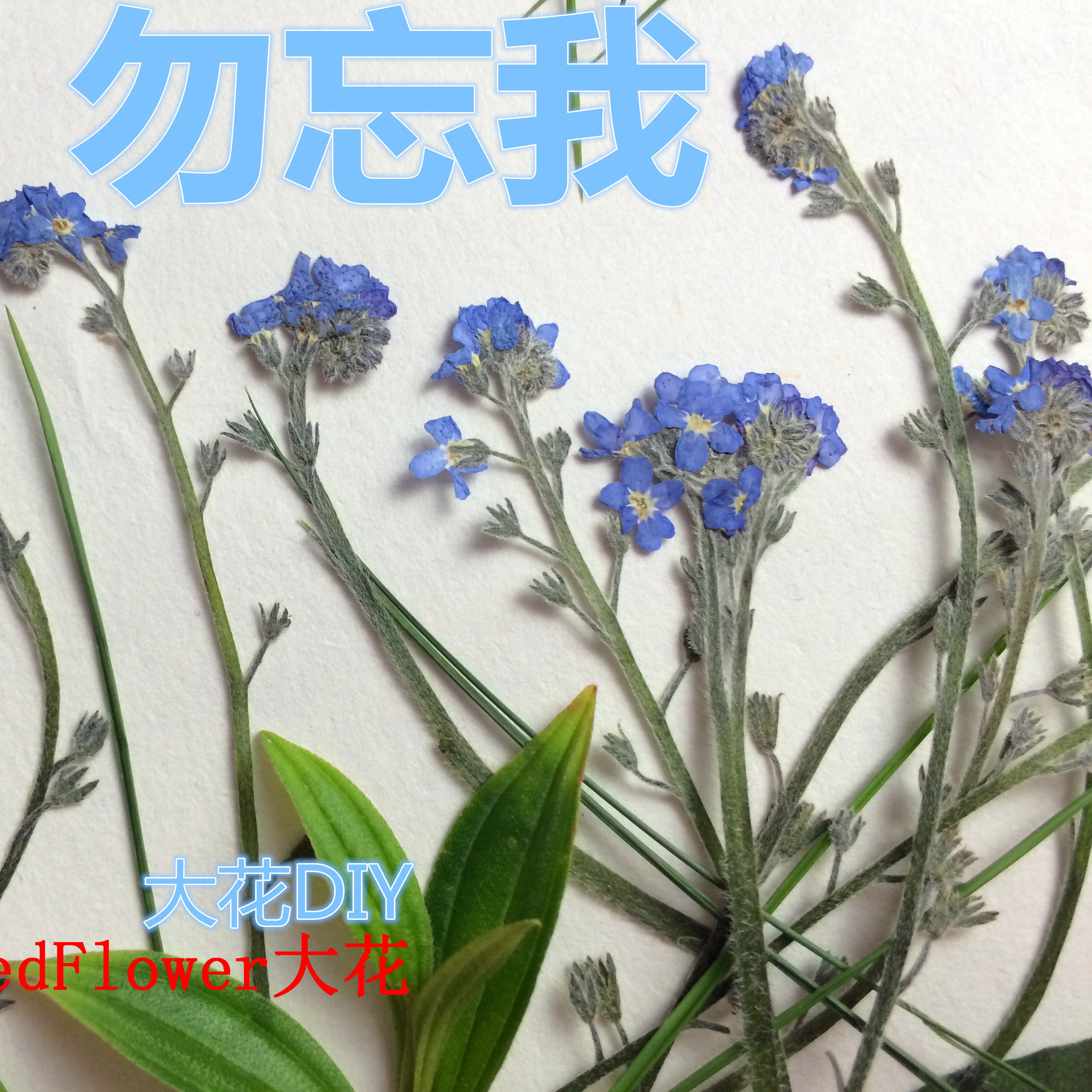 勿忘我押花压花勿忘草10枝植物标本真花滴胶干花手机壳押花画材料