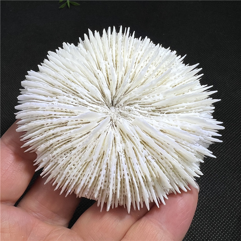 天然白珊瑚圆形海菊花 海蘑菇 贝壳鱼缸造景道具 装饰品 摆件31号