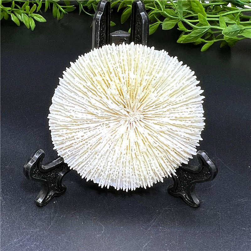 天然白珊瑚圆形海菊花 海蘑菇 贝壳鱼缸造景道具 装饰品 摆件40号