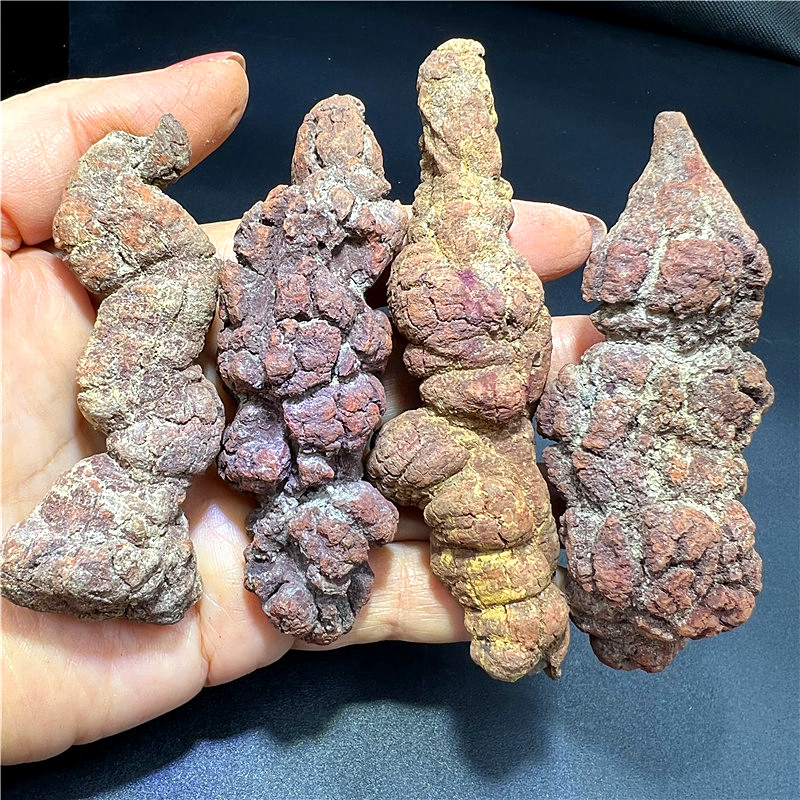 天然古生物动物粪便化石 原石观赏奇石收藏科普标本 恐龙大便化石